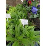 4 small trays of sweet William aubretia