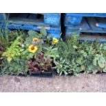 4 trays of mixed border plants