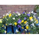 2 pre planted hanging baskets containing mixed plants