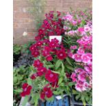 4 small trays of dianthus