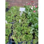 4 small trays of aubretia