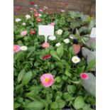 4 small trays of spring flowering bellis daisies