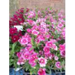 4 small trays of white festival dianthus