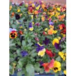 2 large trays of winter flowering pansies