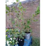2 potted chestnut trees