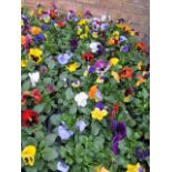 2 large trays of winter flowering pansies