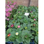 2 large trays of winter flowering primroses