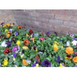 2 large trays of winter flowering pansies