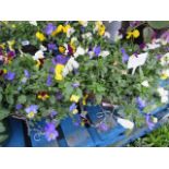 2 pre planted hanging baskets containing mixed plants