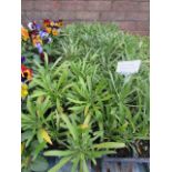 4 small trays of mixed coloured wall flowers