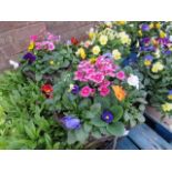 2 large pre planted hanging baskets