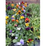 2 large trays of winter flowering pansies