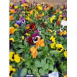 2 large trays of winter flowering pansies