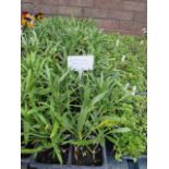 4 small trays of mixed coloured wall flowers