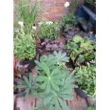 4 potted mixed border plants