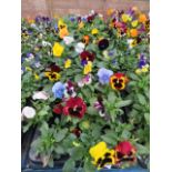 2 large trays of winter flowering pansies