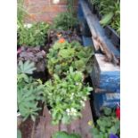 4 potted mixed border plants