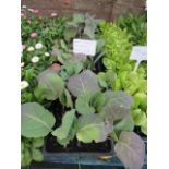 4 small trays of spring dunken cabbages