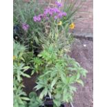 4 potted wild plants