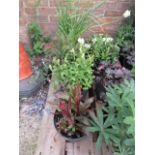 4 potted mixed border plants