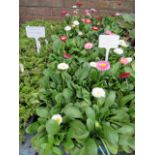 4 small trays of spring flowering bellis daisies