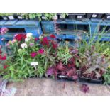 4 trays of mixed border plants