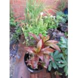 (1151) 4 potted wild garden plants