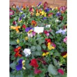 2 large trays of winter flowering pansies