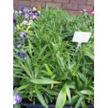 4 trays of mixed coloured wall flowers