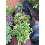 (1153) 4 potted wild garden plants