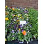 2 large trays of violas