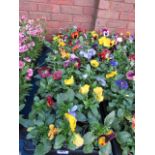 2 large trays of winter flowering pansies