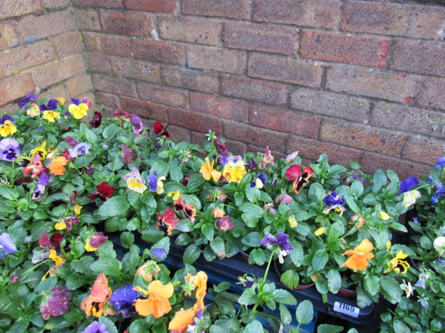 2 large trays of winter flowering pansies