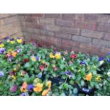 2 large trays of winter flowering pansies