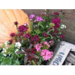 2 trays of hardy sweet William dash plants