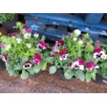 2 patio tubs containing pansies and other plants