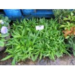 4 small trays of sweet Williams bedding plants