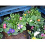 (1171) Pre planted patio tub containing mostly winter primroses