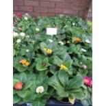 2 large trays of winter flowering primroses