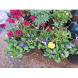 2 patio tubs containing pansies and other plants