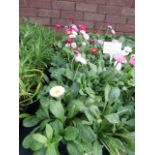 4 small trays of spring flowering belles daisies