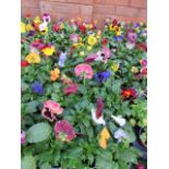 2 large trays of winter flowering pansies