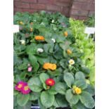 2 large trays of winter flowering primroses