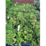 4 small trays of purple aubretia