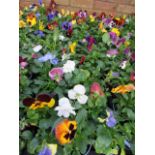 2 large trays of winter flowering pansies