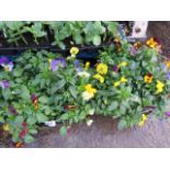 2 pre planted hanging baskets of trailing daisies