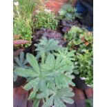 (1152) 4 potted wild garden plants