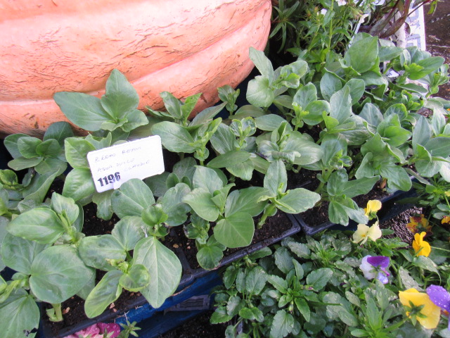 4 small trays of broad beans