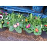 (1171) Pre planted patio tub containing mostly winter primroses