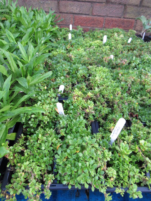 4 small trays of blue aubretia